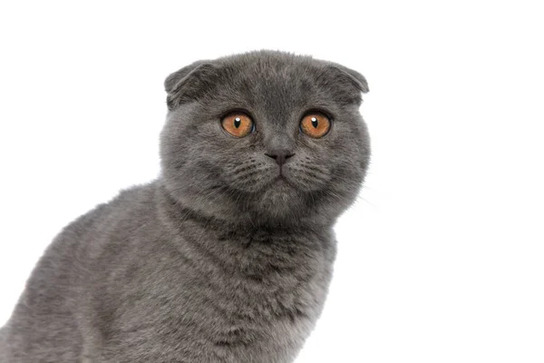 Adorável Escocês Dobra Gatinho Olhando Para Longe Isolado Fundo Branco — Fotografia de Stock