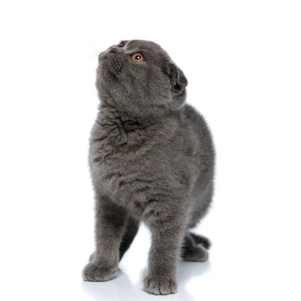Malé Skotské Složit Koťátko Vzhlíží Sedí Izolované Bílém Pozadí — Stock fotografie