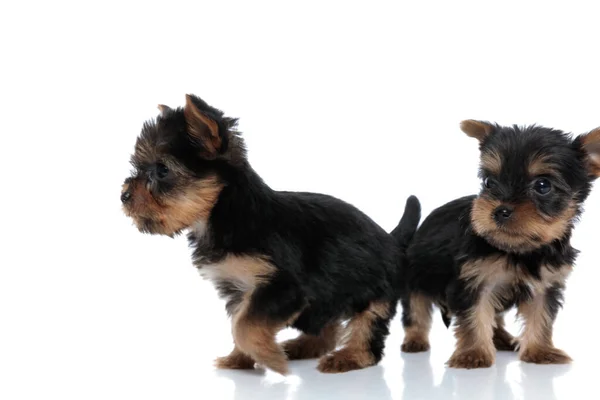 Couple Two Yorkshire Terrier Standing Back Back Looking Side Walking — Stock Photo, Image