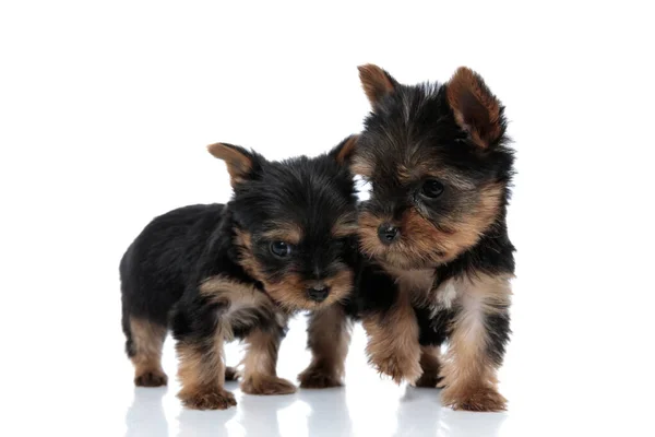 Group Two Adorable Yorkshire Terrier Protecting Each Other Cuddling Walking — Stock Photo, Image