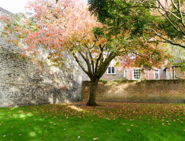 Çimenli bir çim sonbahar sonbahar renk