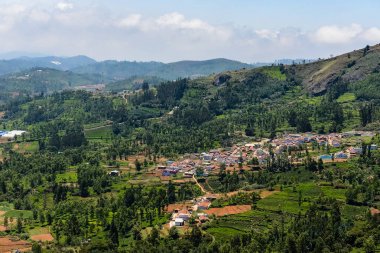 Köy veya kasaba çay bahçeler