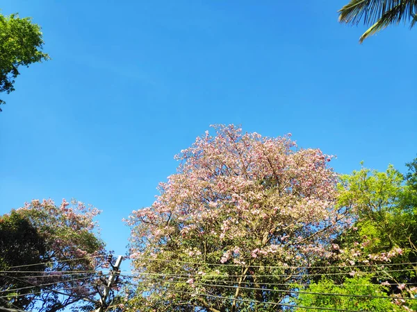 班加罗尔的背景 美丽的墨西哥树Pink Tabebuia或Pink Poui在班加罗尔非常常见 并盛开 蓝天上有文字的空间 — 图库照片
