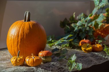 büyük ve küçük turuncu kabak ile sonbahar kompozisyon