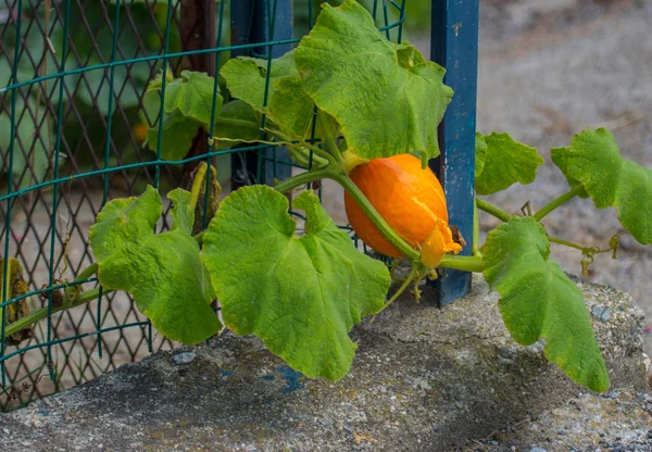 sebze kabak yeşil yaprakları ile yakın çekim