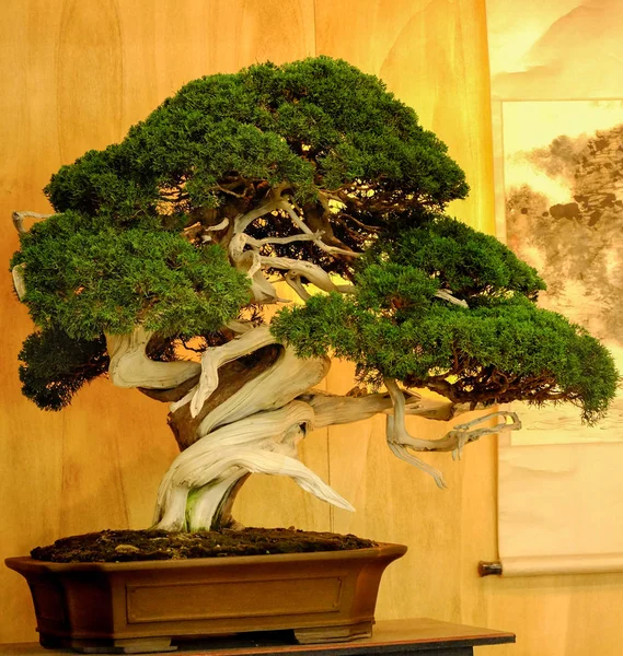  background. jpg ile bosai ağaç yakın çekim