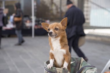 Sevimli küçük köpek bir taşıyıcı bir motosiklet üzerinde içinde