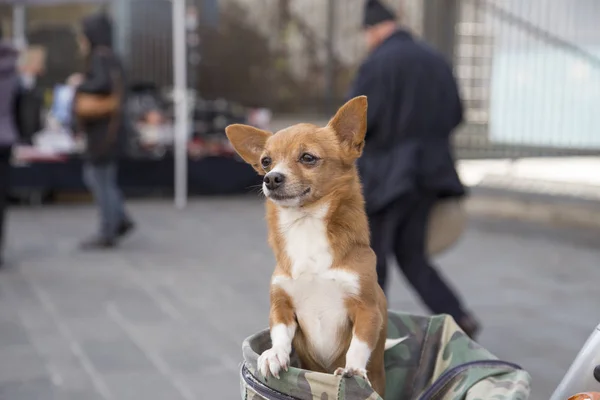 Sevimli küçük köpek bir taşıyıcı bir motosiklet üzerinde içinde