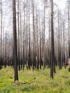 Kır çiçeği yanmış ormanı