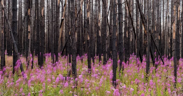Verbrande bos met wildflower — Stockfoto