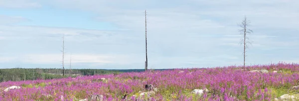 Verbrannter Wald mit Wildblumen — Stockfoto