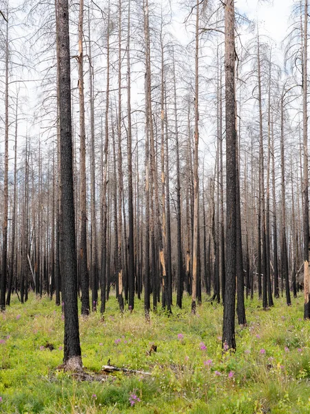 Kır çiçeği yanmış ormanı