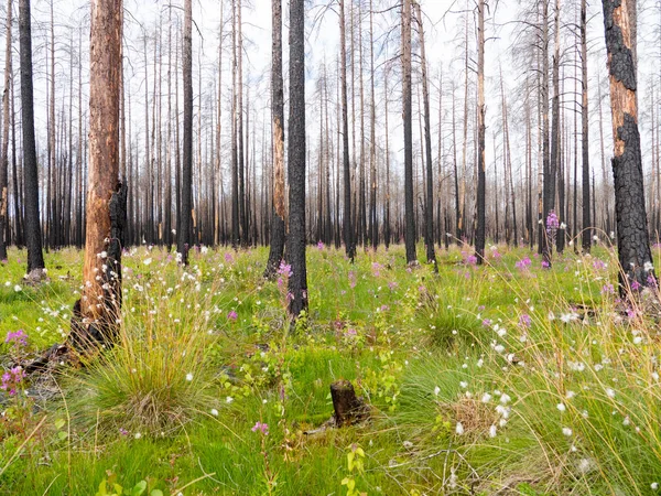 Forêt brûlée à fleurs sauvages — Photo