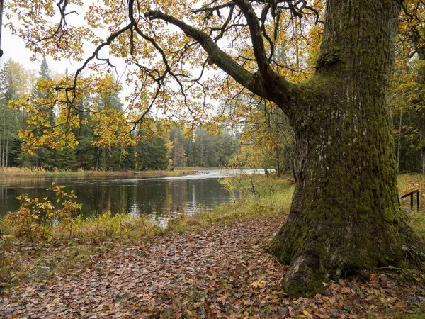 Zone de saumon naturel suédois en automne . — Photo