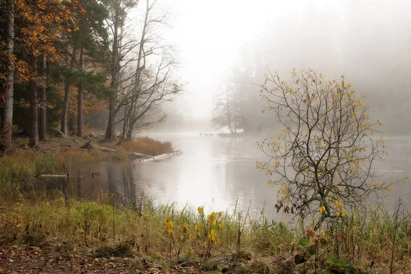 Floden i dimma — Stockfoto