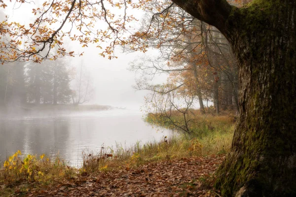 Floden i dimma — Stockfoto