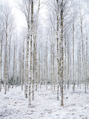 Taze kar ve buz kaplı huş ağacı