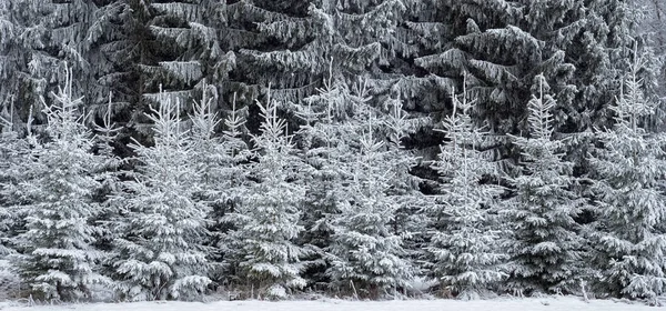 Abete Rosso Coperto Neve Fresca Durante Periodo Natalizio Invernale — Foto Stock