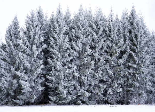 Spruce tree covered by fresh snow during winter christmas time