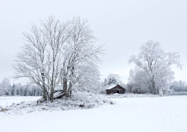 Landschap in de winter — Stockfoto