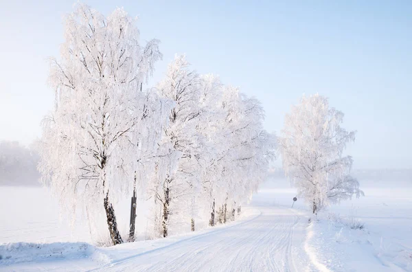 Landschap in de winter — Stockfoto