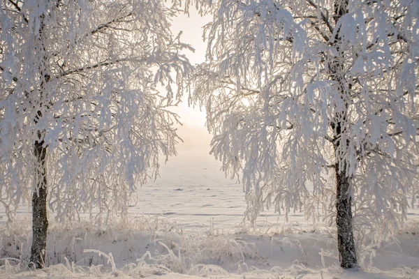 Landschaft im Winter — Stockfoto