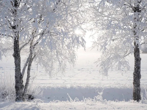 Paisagem no inverno — Fotografia de Stock