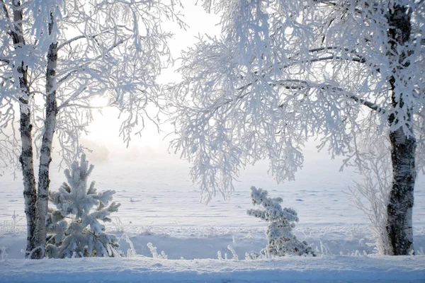 Landschap in de winter — Stockfoto