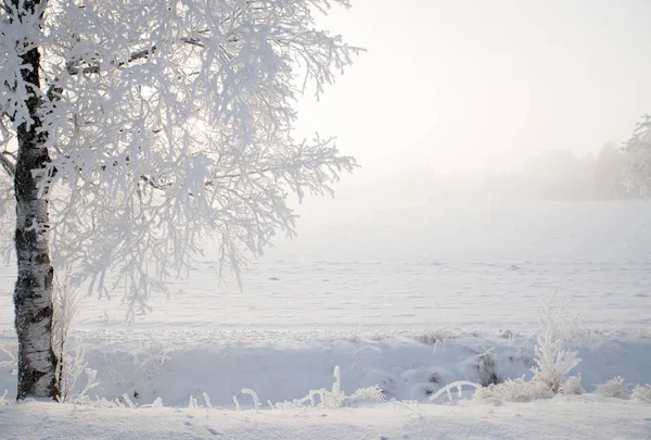 겨울의 풍경 — 스톡 사진