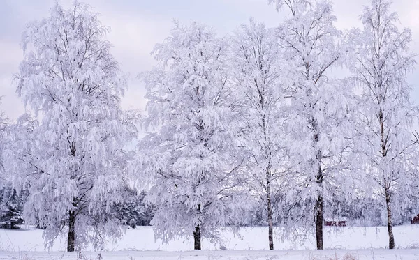 Paisaje en invierno — Foto de Stock