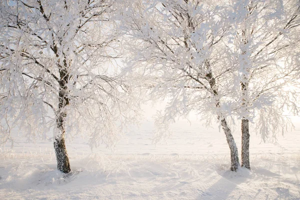 Landschaft im Winter — Stockfoto