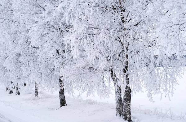 Landskap i vinter — Stockfoto