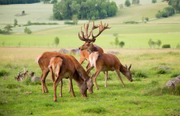 Red Deer Country Landscape — Stock Photo, Image