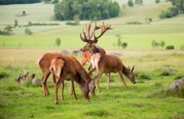 Cerf Rouge Dans Paysage Champêtre — Photo