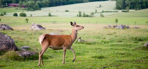 Red Deer Krajobraz Kraju — Zdjęcie stockowe