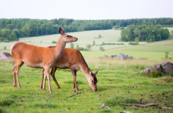 Cervo Rosso Paesaggio Campagna — Foto Stock
