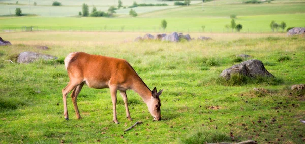 Cervo Rosso Paesaggio Campagna — Foto Stock