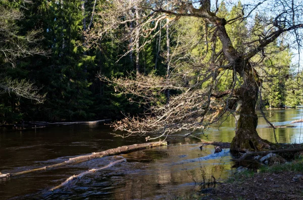 Fluss im Frühling — Stockfoto