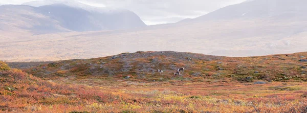 Berg in de herfst — Stockfoto