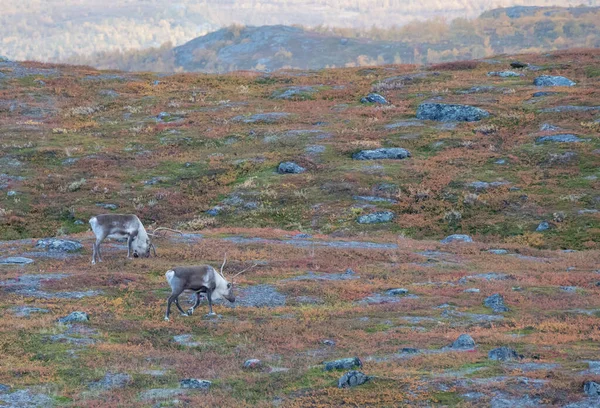 Reindeer — Stock Photo, Image