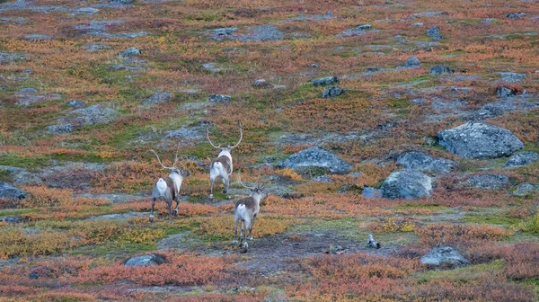 Reindeer — Stock Photo, Image