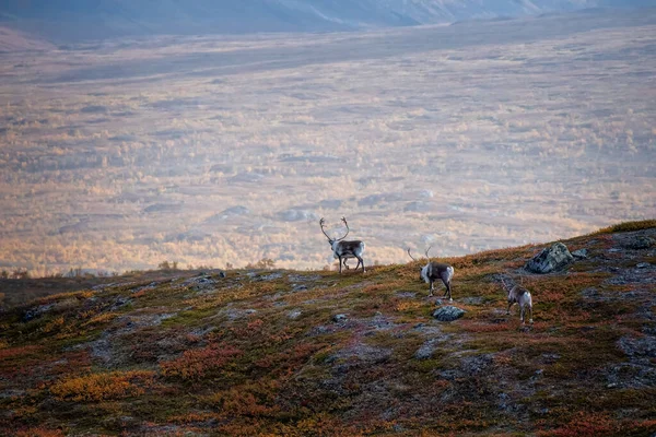 Reindeer — Stock Photo, Image