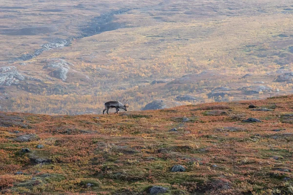 Reindeer — Stock Photo, Image