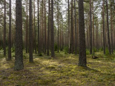 Çam ağacı ormanı. Orman terapisi ve stres atımı