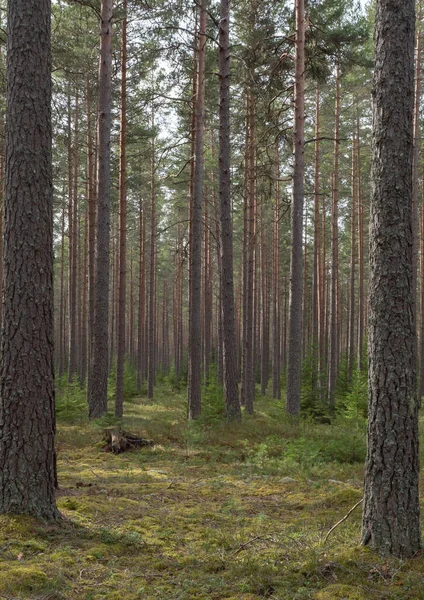 Dennenbos Bostherapie Stressverlichting — Stockfoto