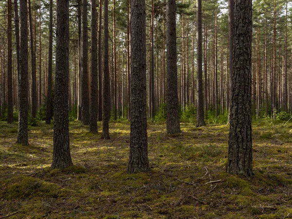 Сосновий Ліс Лісова Терапія Полегшення Стресу — стокове фото