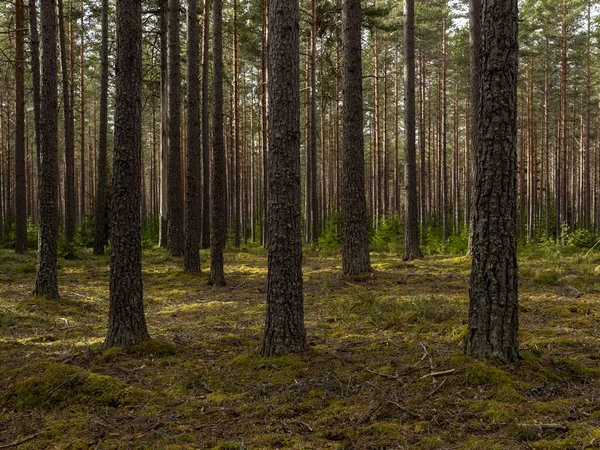 Foresta Pini Terapia Forestale Antistress — Foto Stock