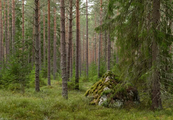 Bosque Pinos Terapia Forestal Alivio Del Estrés — Foto de Stock