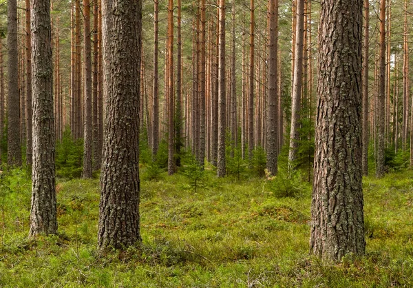 Sosnowy Las Terapia Leśna Łagodzenie Stresu — Zdjęcie stockowe