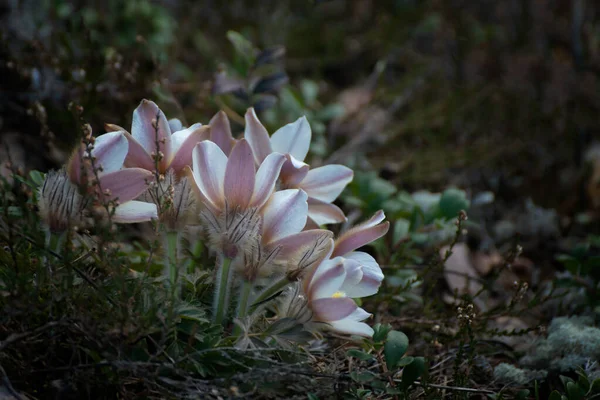 Pulsatilla Vernalis Wood Anemone Çiçeklerine Yakın Çekim — Stok fotoğraf